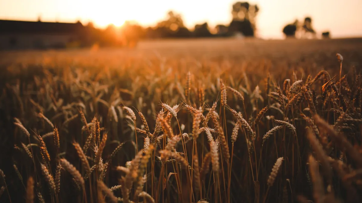 A scenic view of a golden wheat field under a warm, orange sunset, highlighting harvest season.