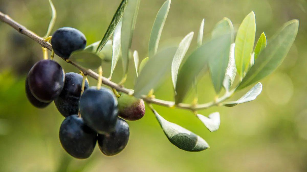 A focused shot of ripe black olives on a branch with green leaves in soft sunlight.