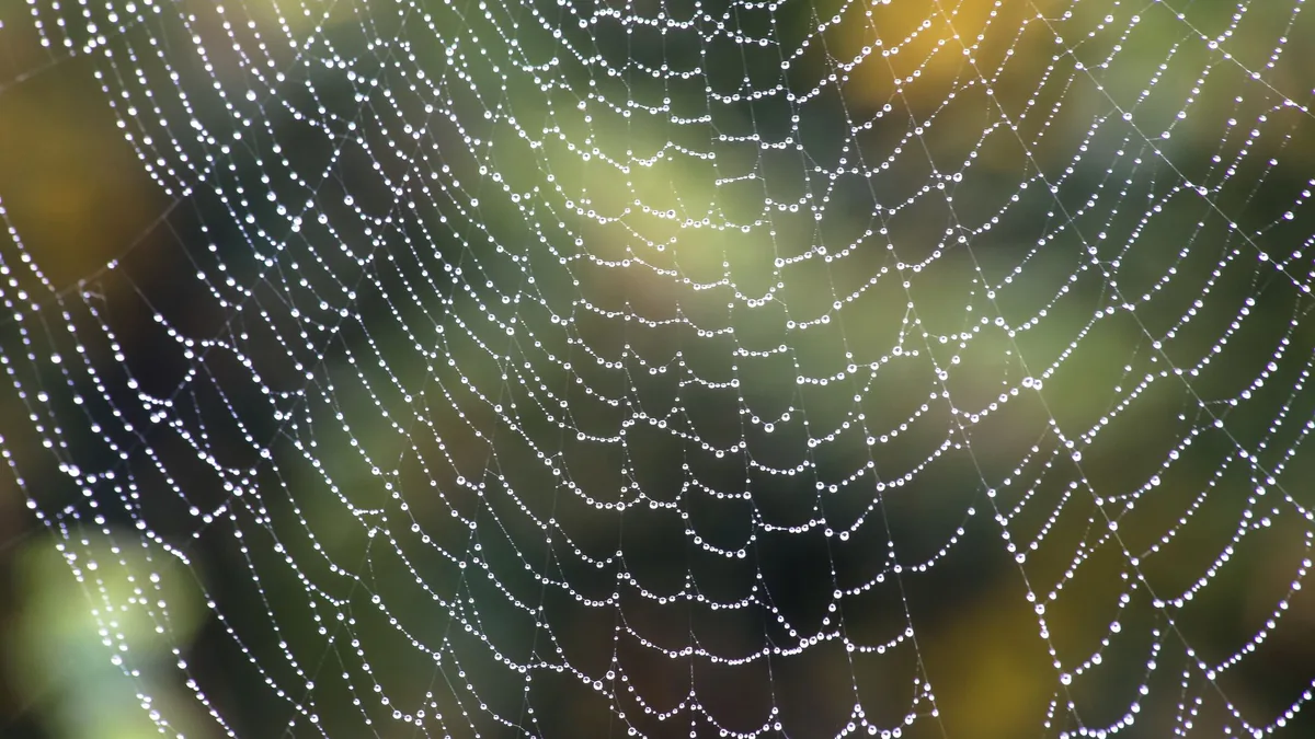 Close-up of a spider web with dew droplets outdoors, highlighting intricate patterns and nature's beauty.